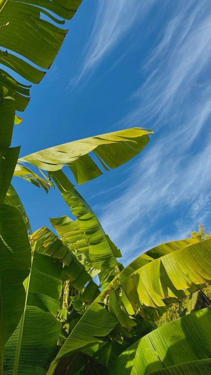 Tree Download Wallpapers