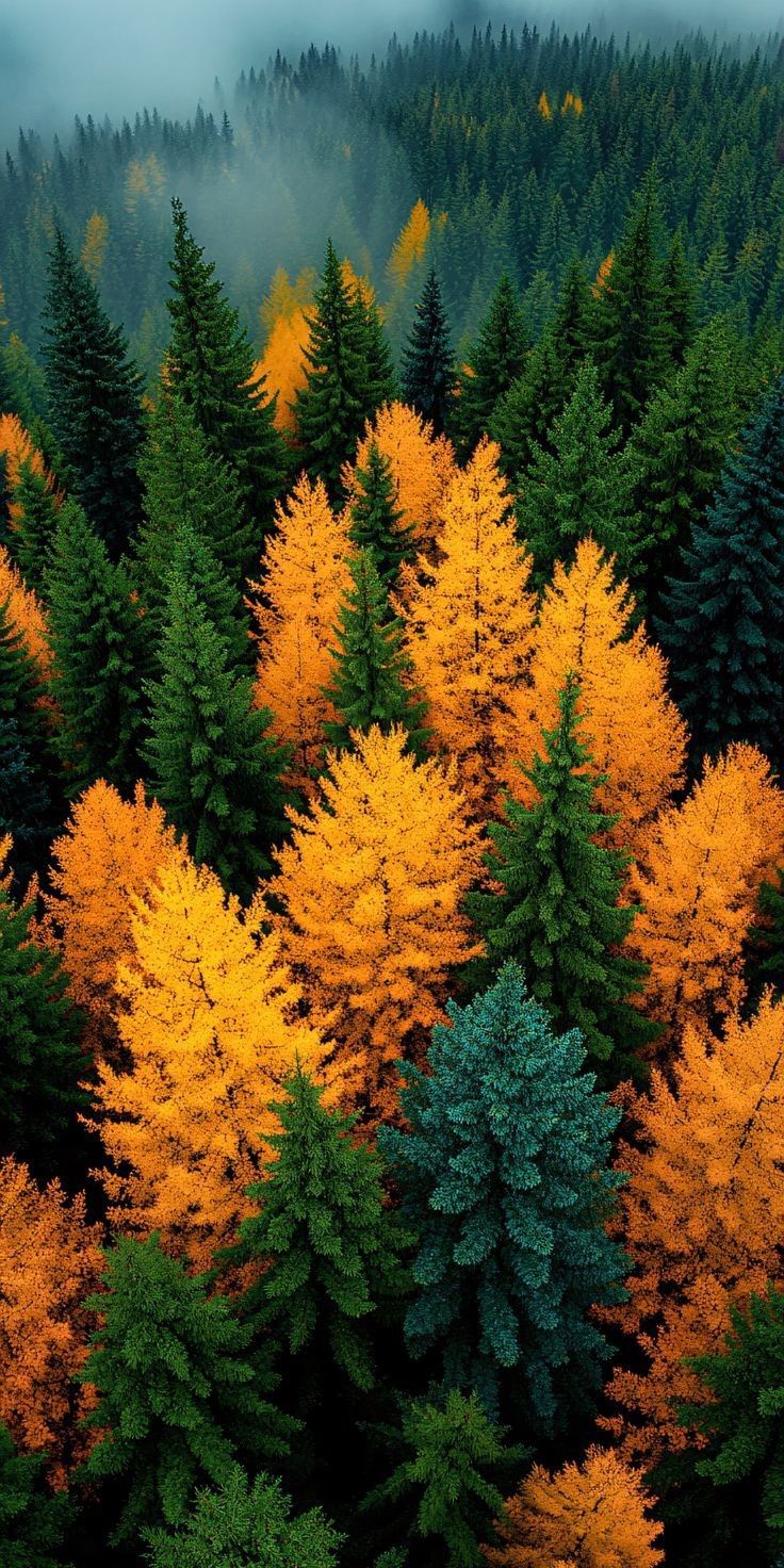 Flower Download Wallpapers