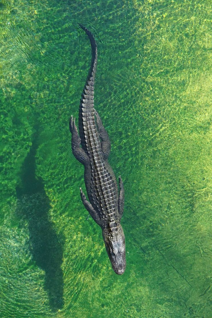 Alligator Download Wallpapers