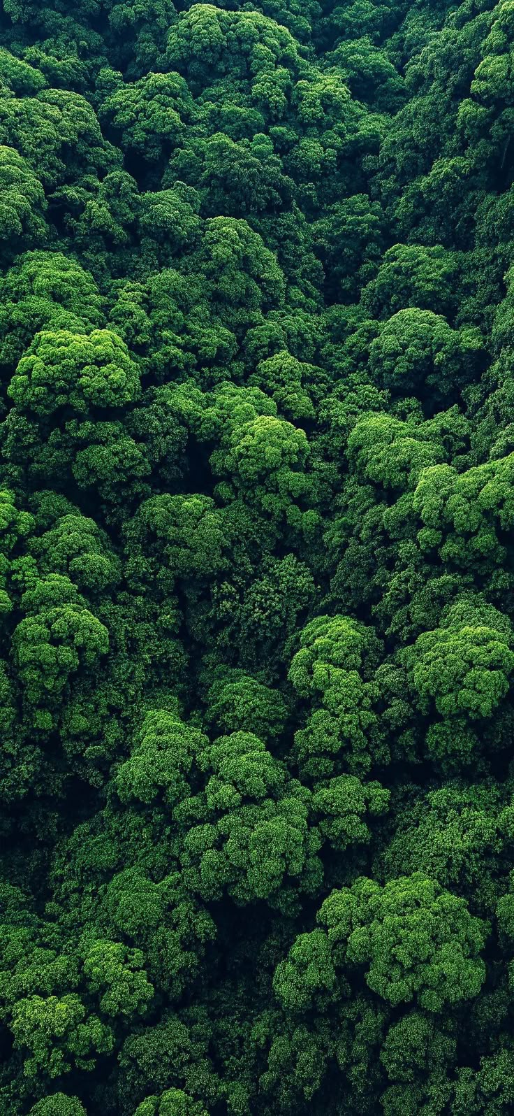 Tree Download Wallpapers