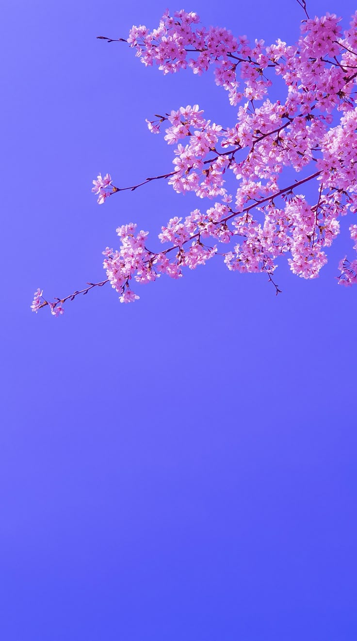 Flower Download Wallpapers