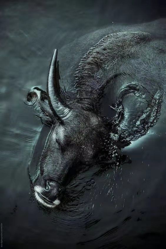 Buffalo Download Wallpapers