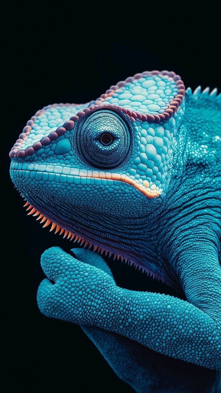 Chameleon Download Wallpapers
