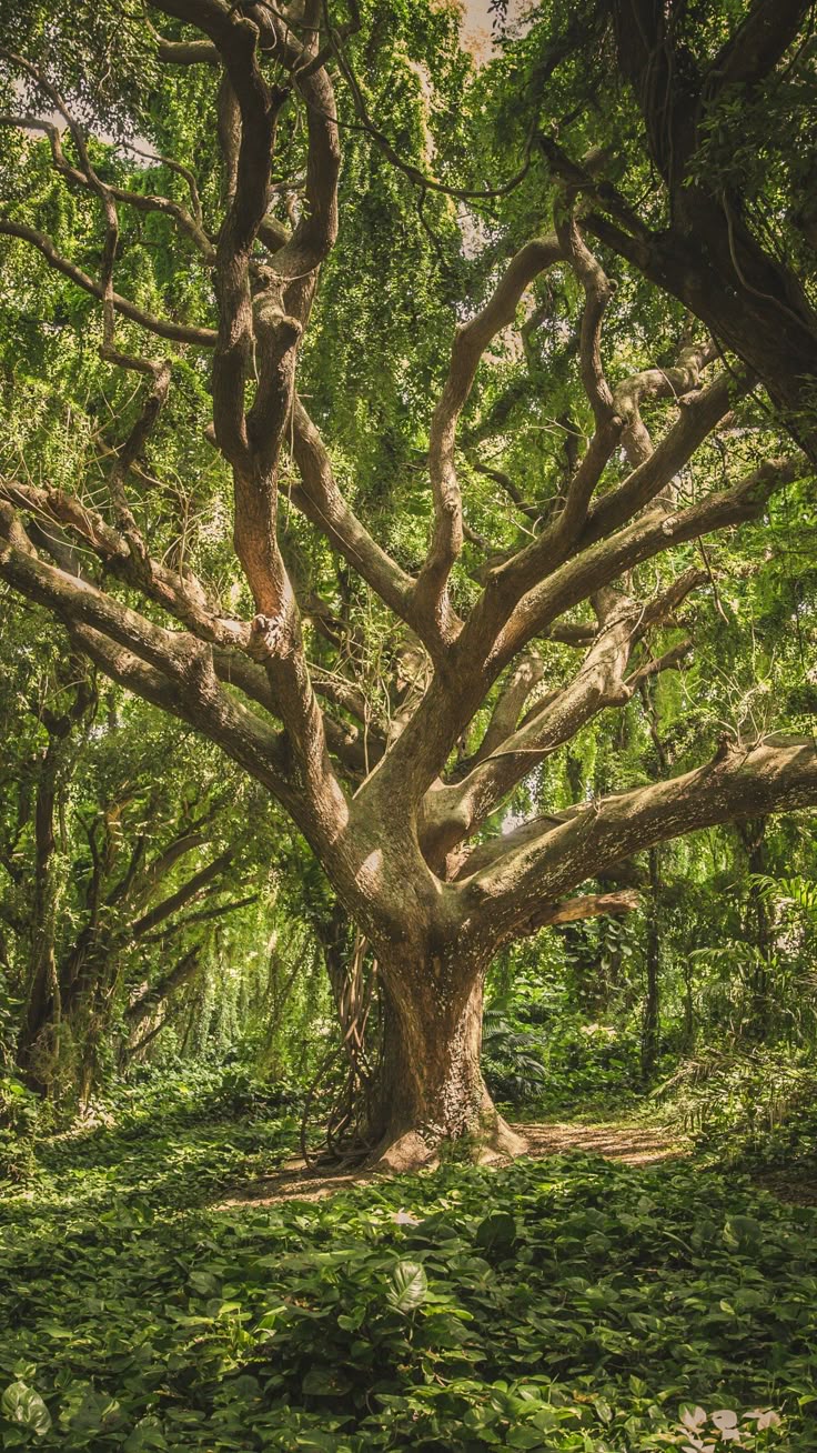 Tree Download Wallpapers