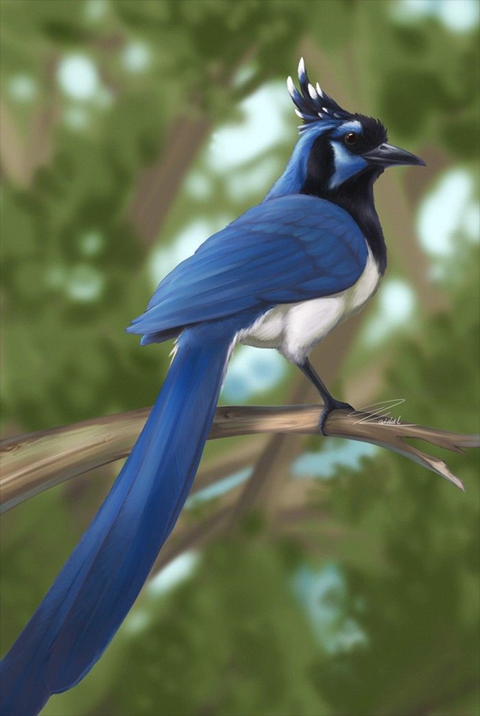 Bird Download Wallpapers