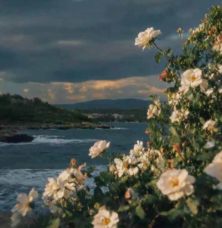 Flower Download Wallpapers