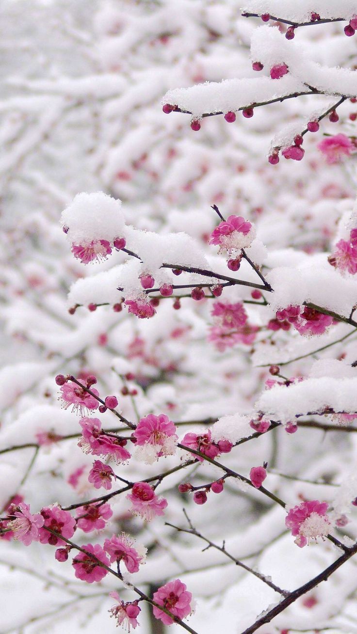 Winter Flower Download Wallpapers