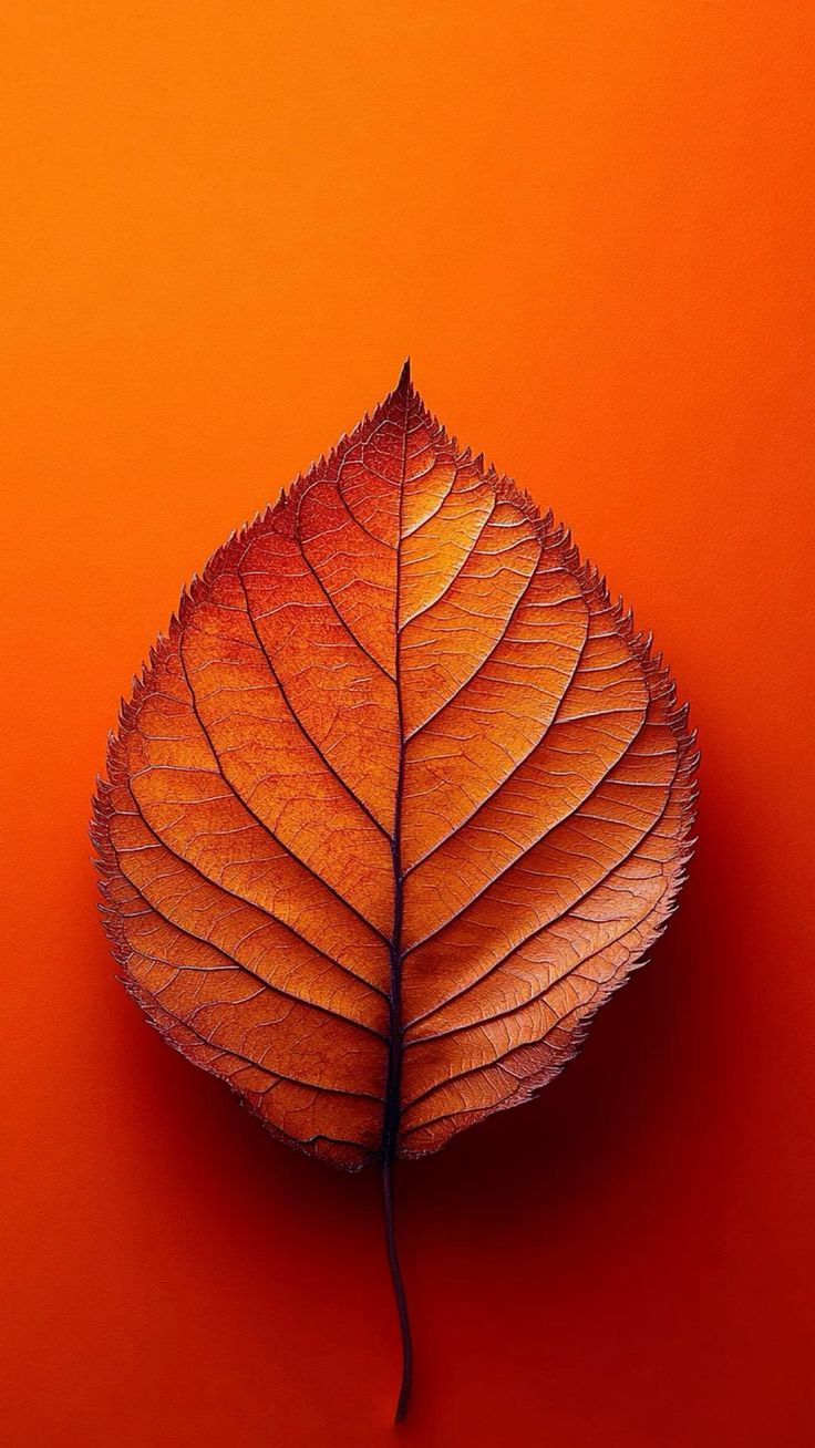 Leaf Download Wallpapers