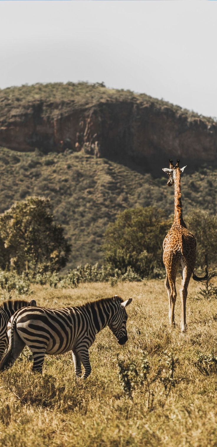 Animals Download Wallpapers