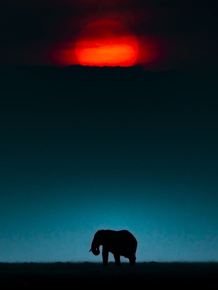 Elephant Download Wallpapers