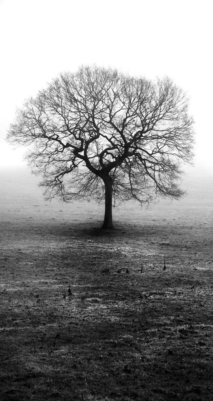 Tree Download Wallpapers