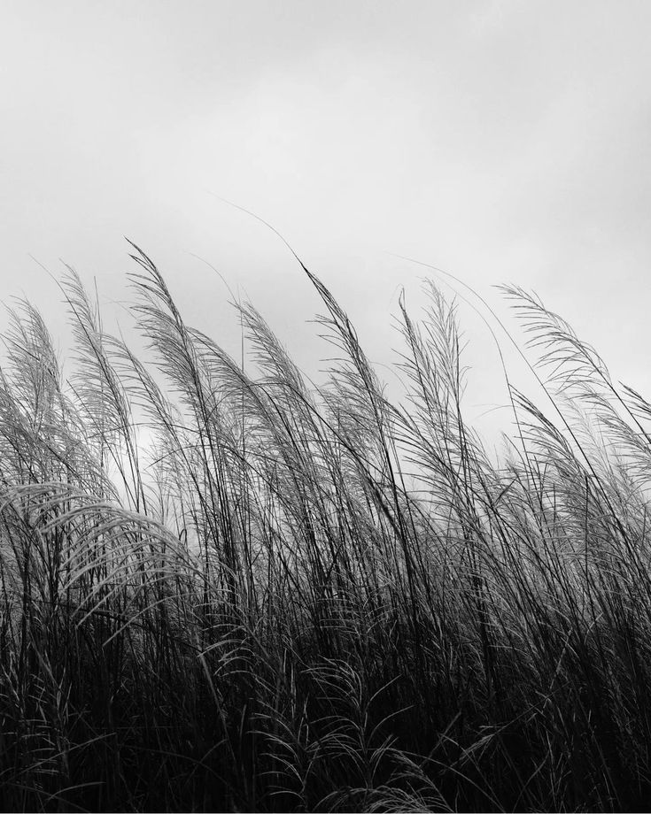 Field Download Wallpapers