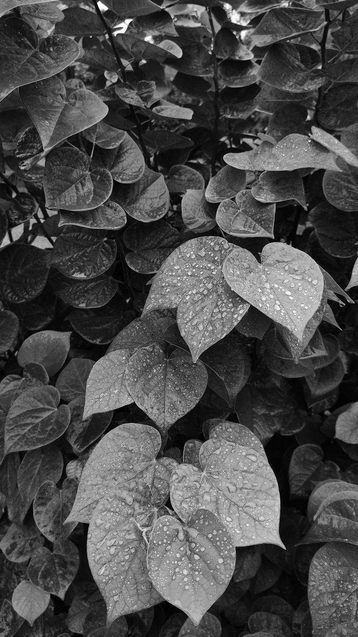 Leaf Download Wallpapers