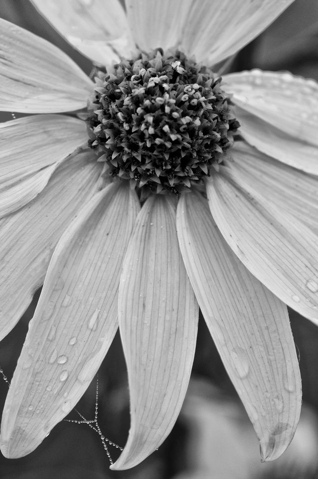 Flower Download Wallpapers