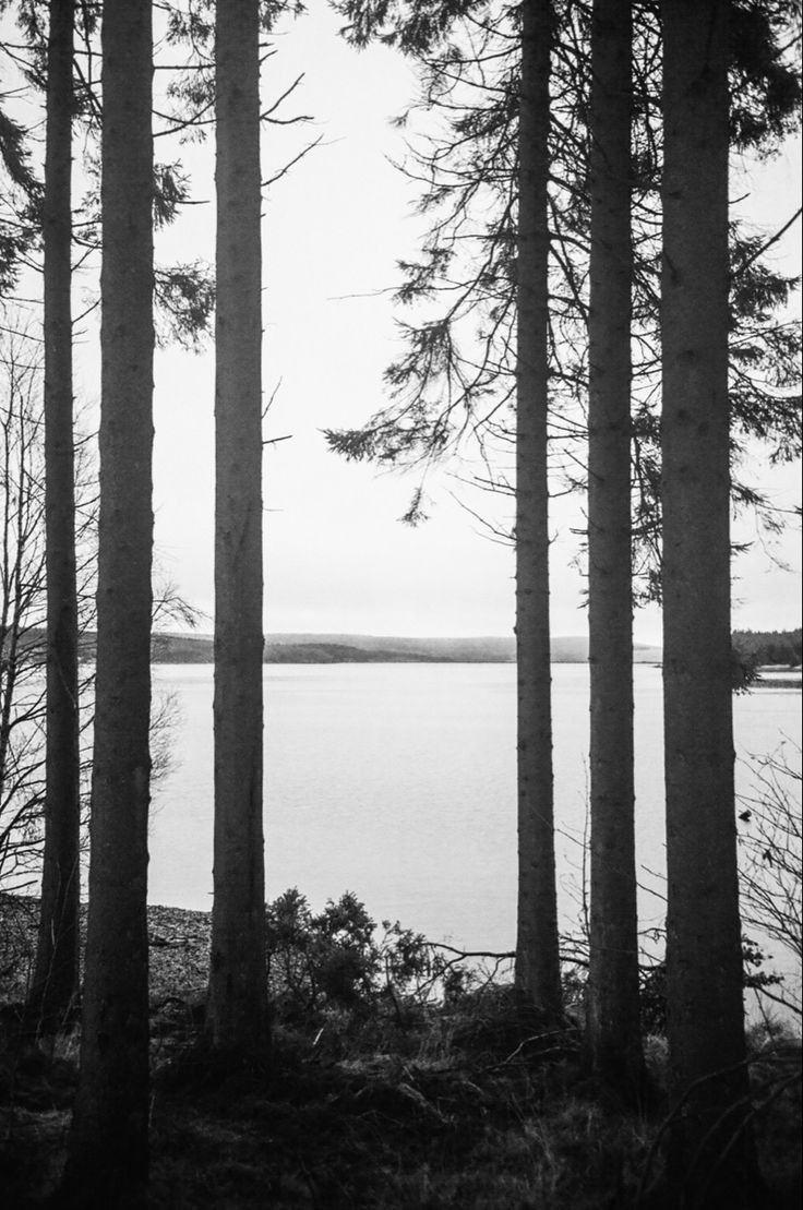 Woods Download Wallpapers