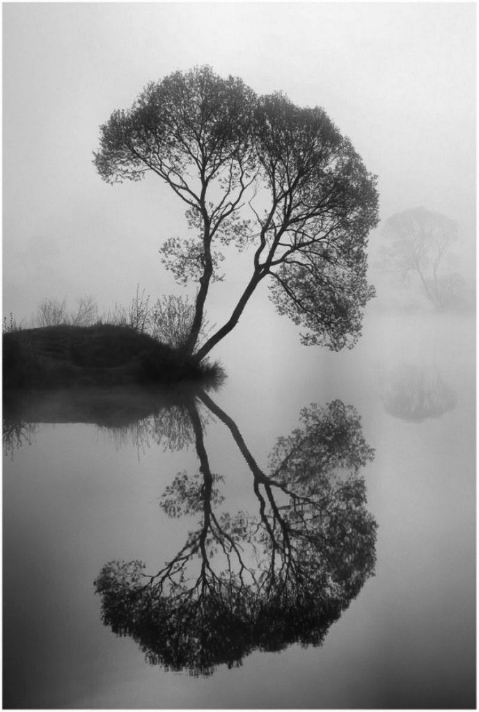 Tree Download Wallpapers