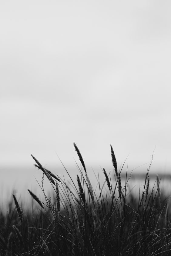 Field Download Wallpapers
