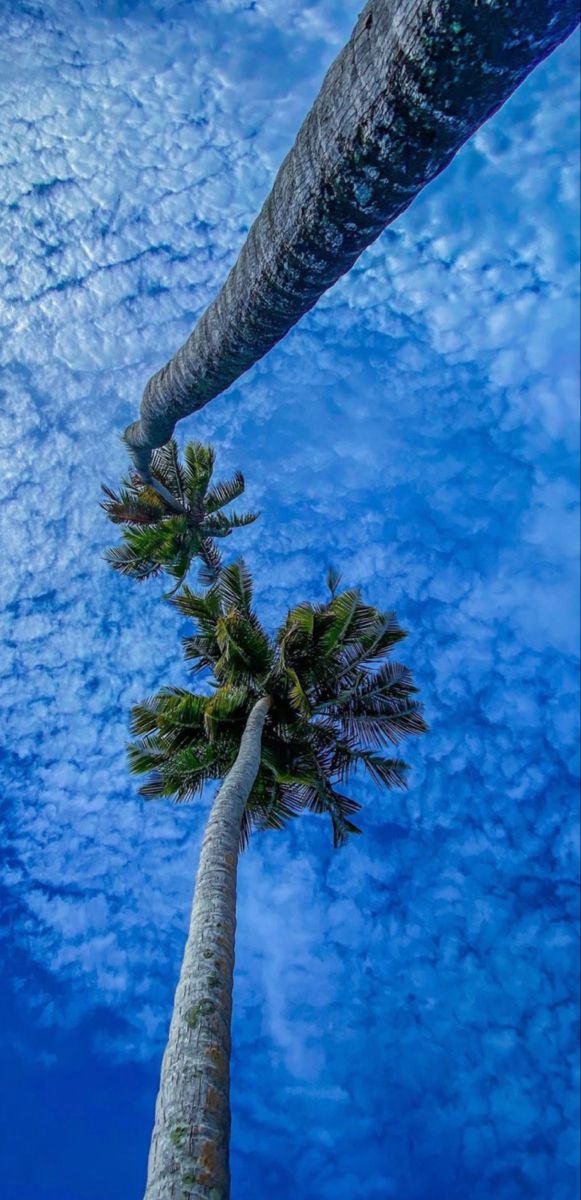 Palm Tree Download Wallpapers