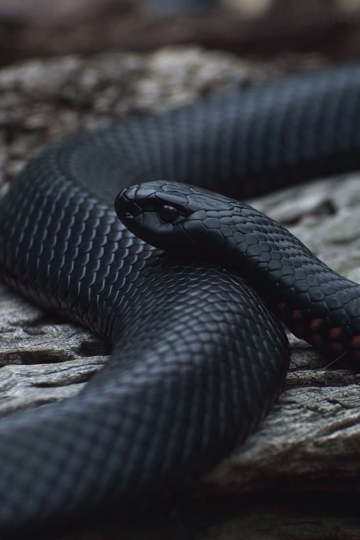 Black Mamba Download Wallpapers
