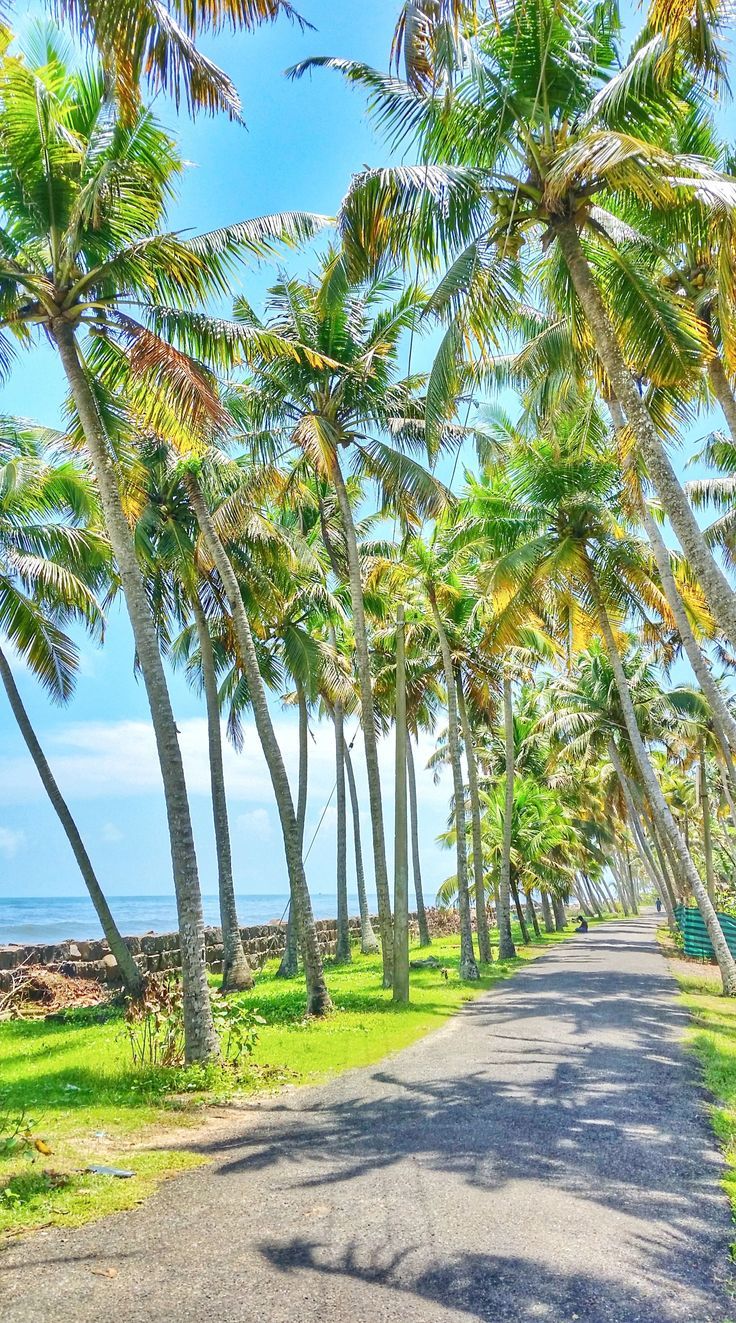Trees Download Wallpapers