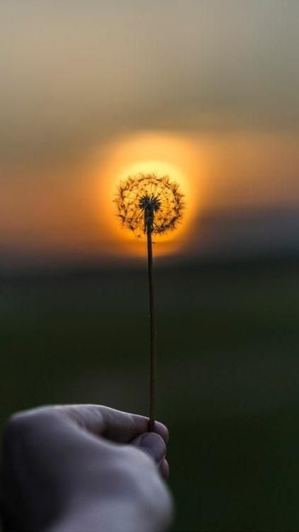 Sun matchstick Download Wallpapers