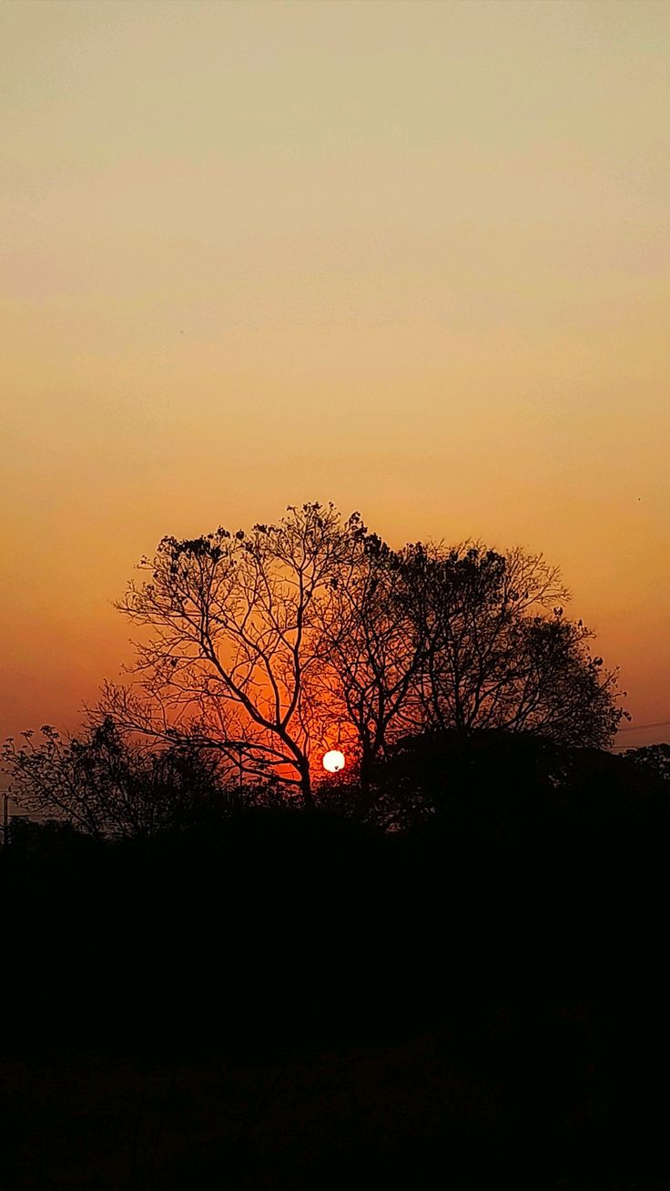 Tree Sunset Download Wallpapers