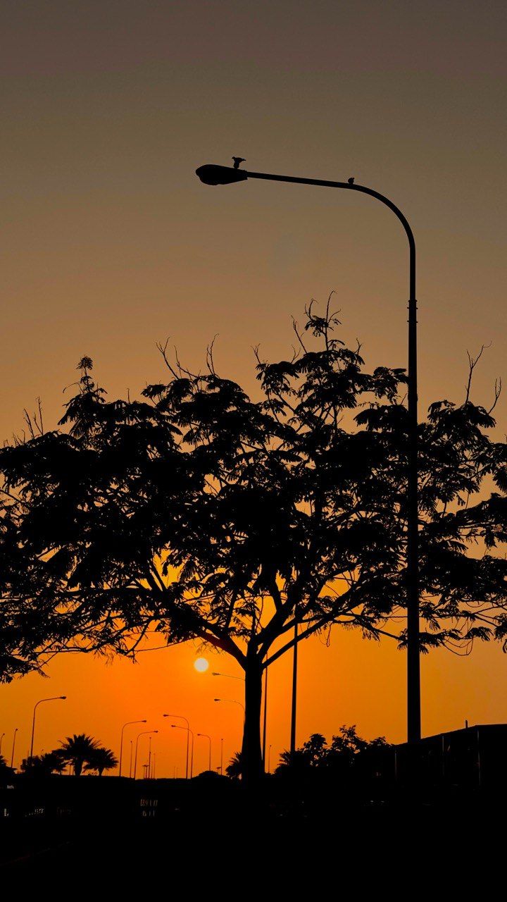 Sunset Tree Download Wallpapers
