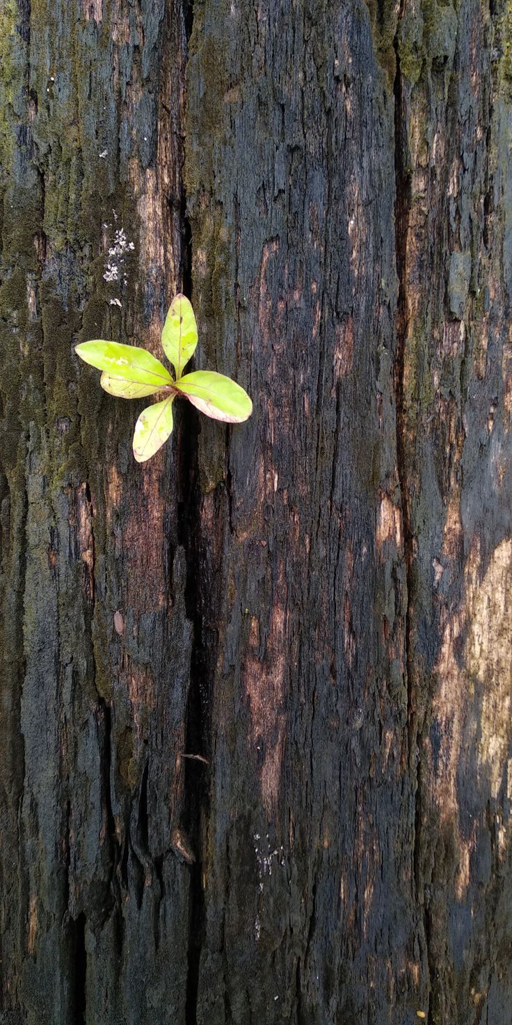 Leaf on Tree Download Wallpapers