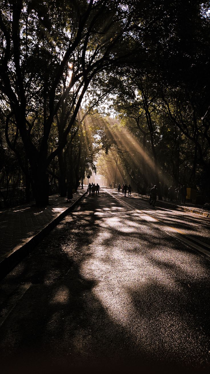 Forest Download Wallpapers