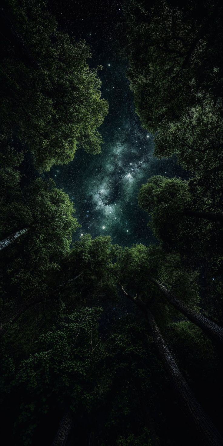 Trees Download Wallpapers