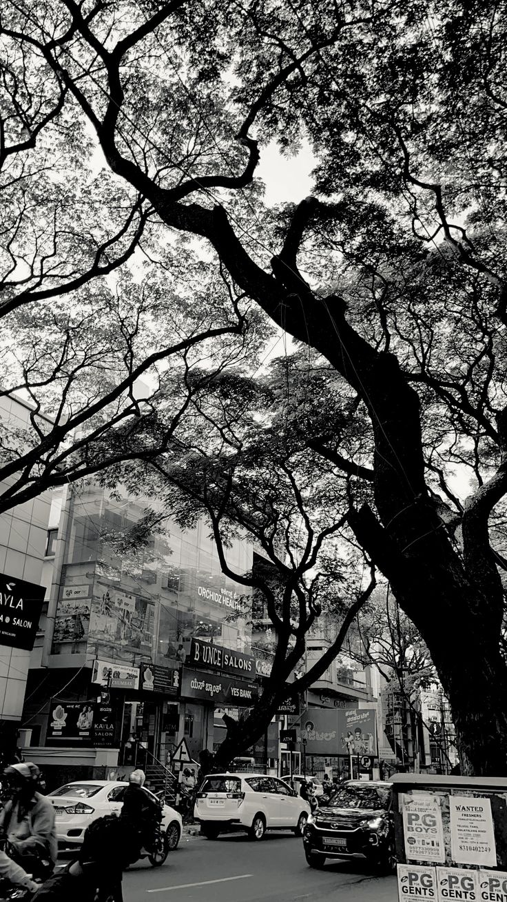Tree Download Wallpapers