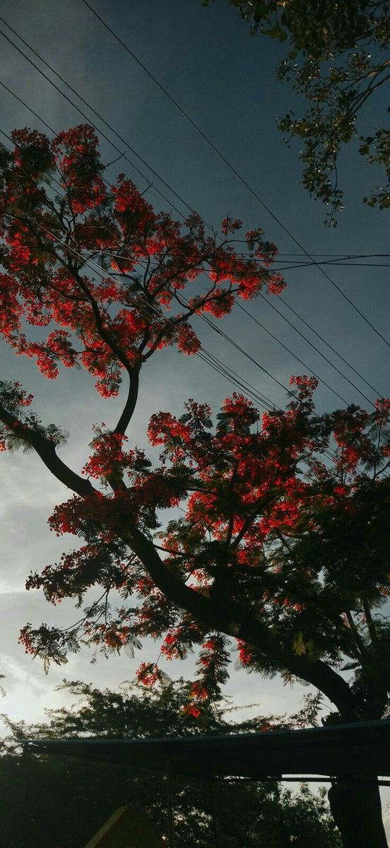Flower Tree Download Wallpapers