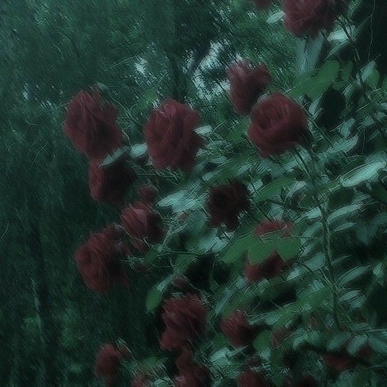Roses Download Wallpapers