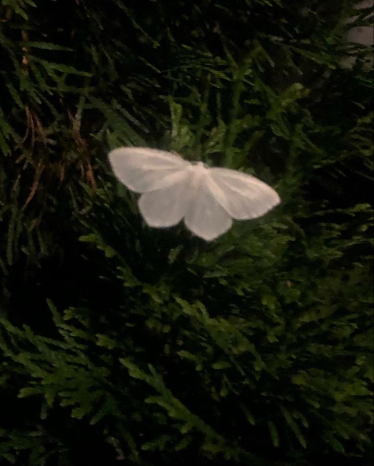 Butterfly Download Wallpapers