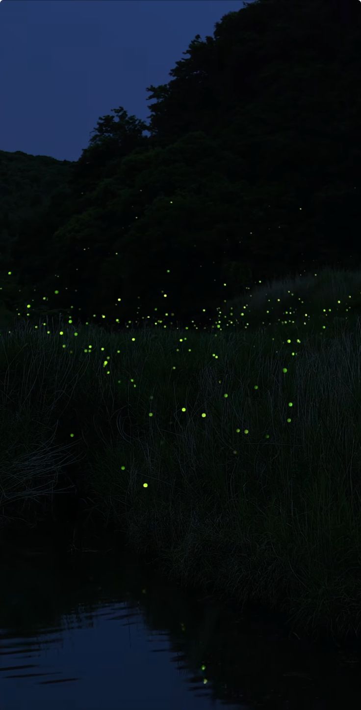 Night Fireflies Download Wallpapers