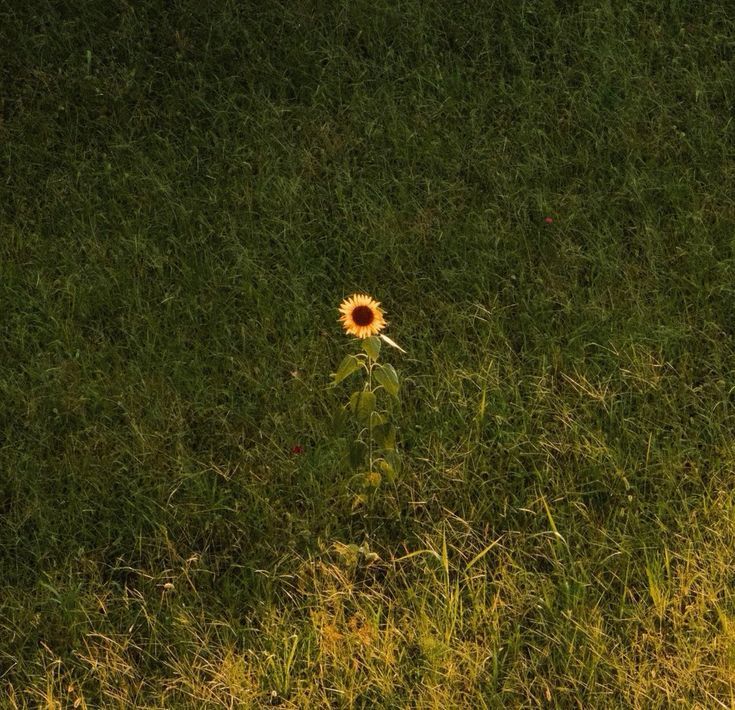 Flower Download Wallpapers