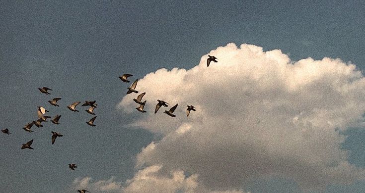 Birds Download Wallpapers