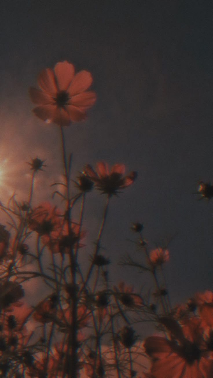 Flower Download Wallpapers