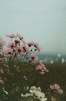 Flower Download Wallpapers
