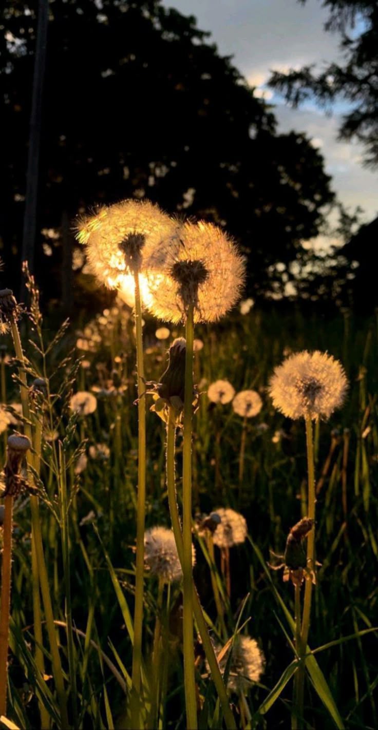Flower Download Wallpapers