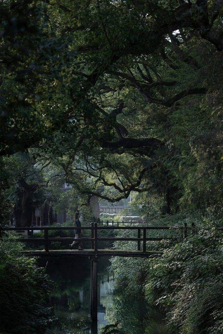 Trees Download Wallpapers