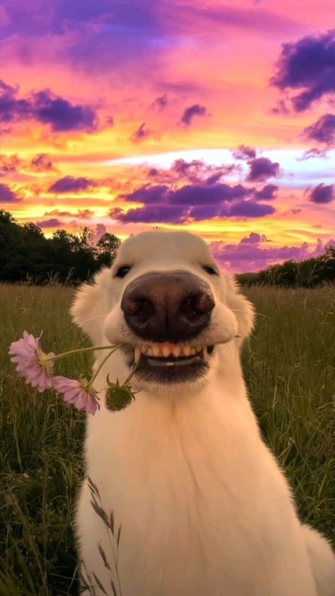 Dog Download Wallpapers