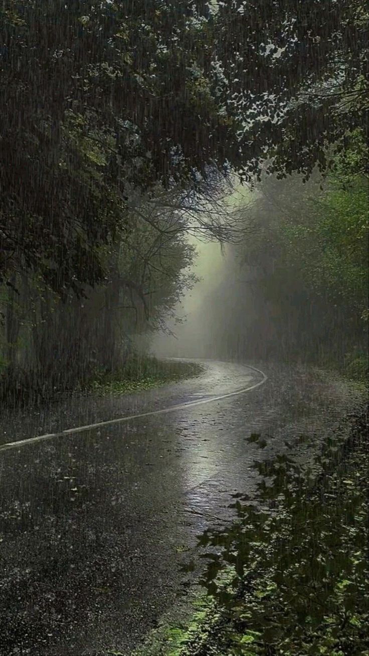 Forest Road Download Wallpapers