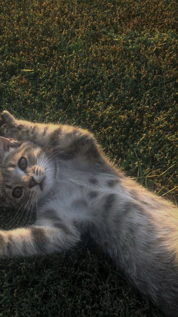 Cat Download Wallpapers