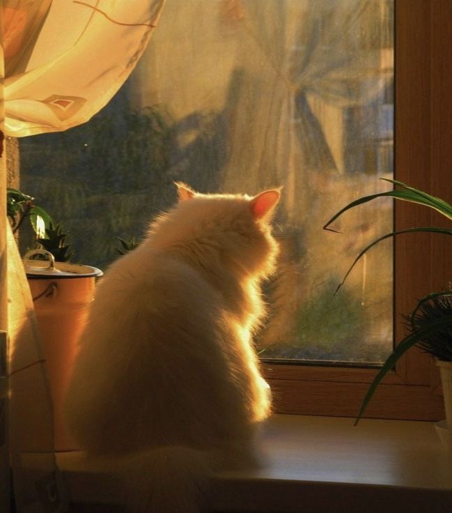 Cat Download Wallpapers