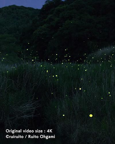 Fireflies Download Wallpapers