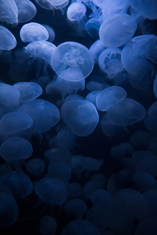Jellyfish Download Wallpapers