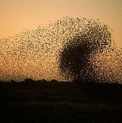 Swarm Download Wallpapers