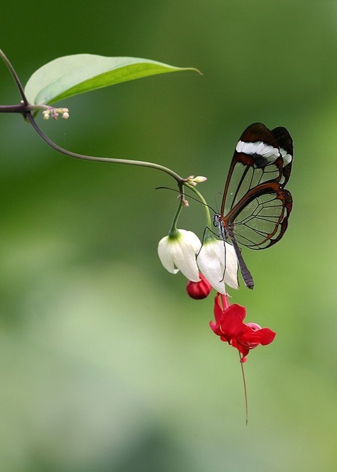 Butterfly Download Wallpapers