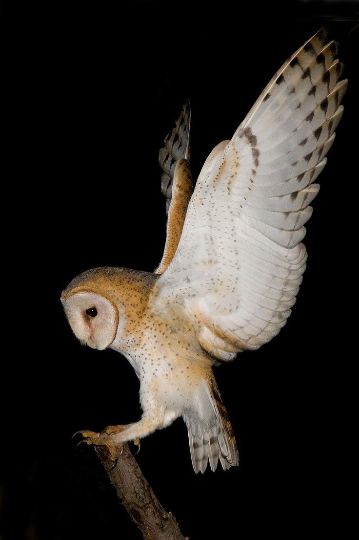 Owl Download Wallpapers